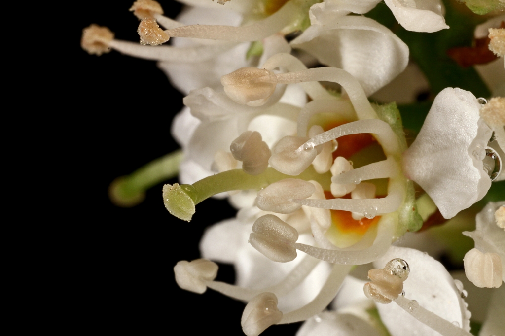 Staubgefäße der Kirschlorbeerblüte.JPG - Staubgefäße der Kirschlorbeerblüte